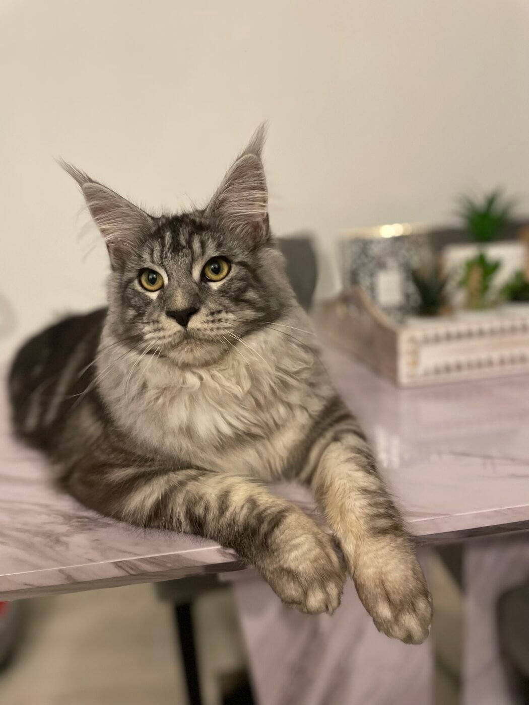 Beautiful maincoon – Pet Sales UK