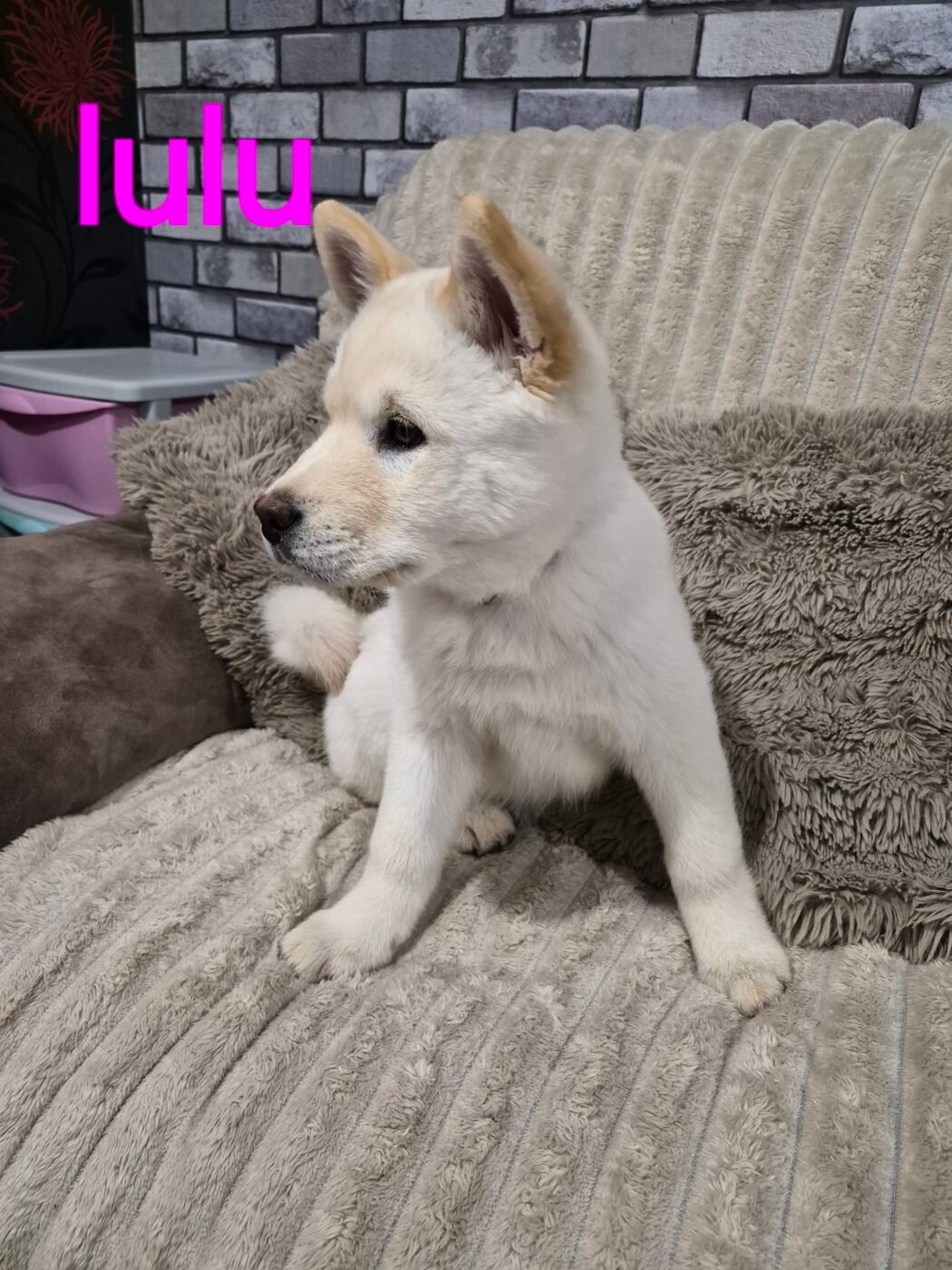Chowski pups – Pet Sales UK