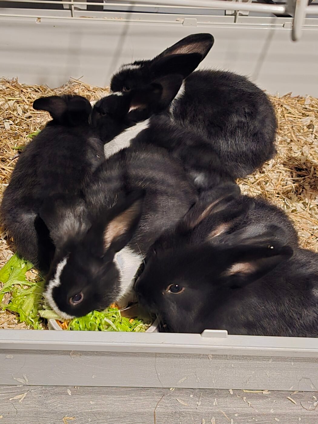 Pygmy Rabbit For Sale Baby Rabbits for Sale – Pet Sales UK