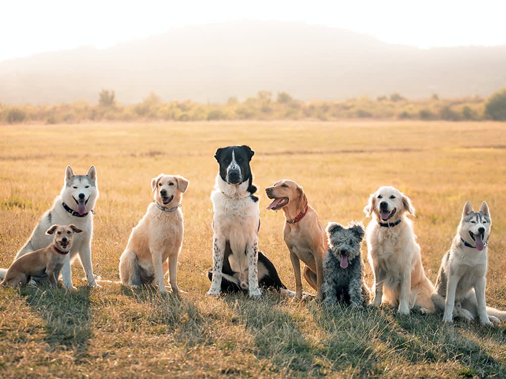 What Dog Should I Get?