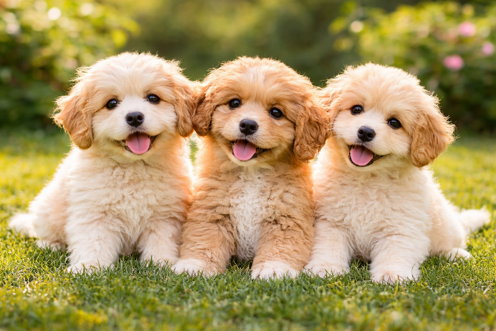 Cavapoochon Puppies Pet Sales UK Cavapoochon Puppies Pet Sales UK