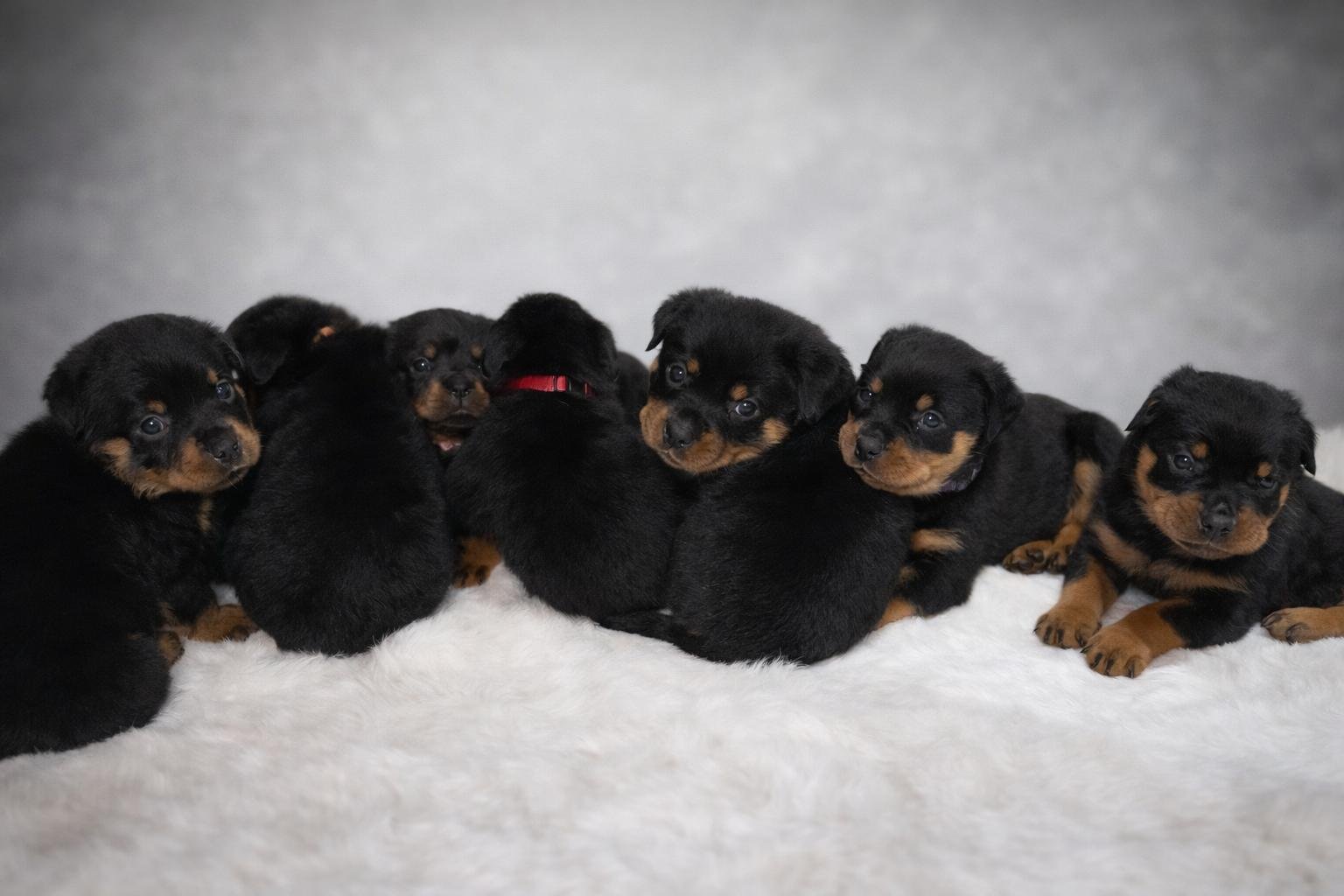 Seven Rottweilers 🐾 Beautiful Rottweiler Puppies – Pet Sales UK