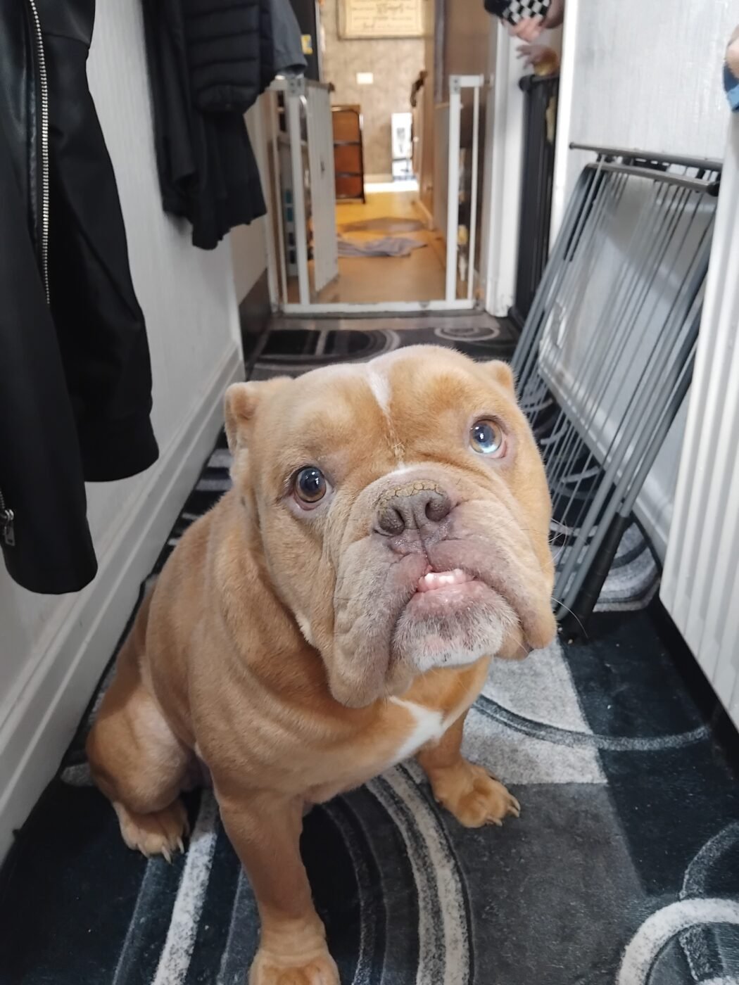 New English bully – Pet Sales UK