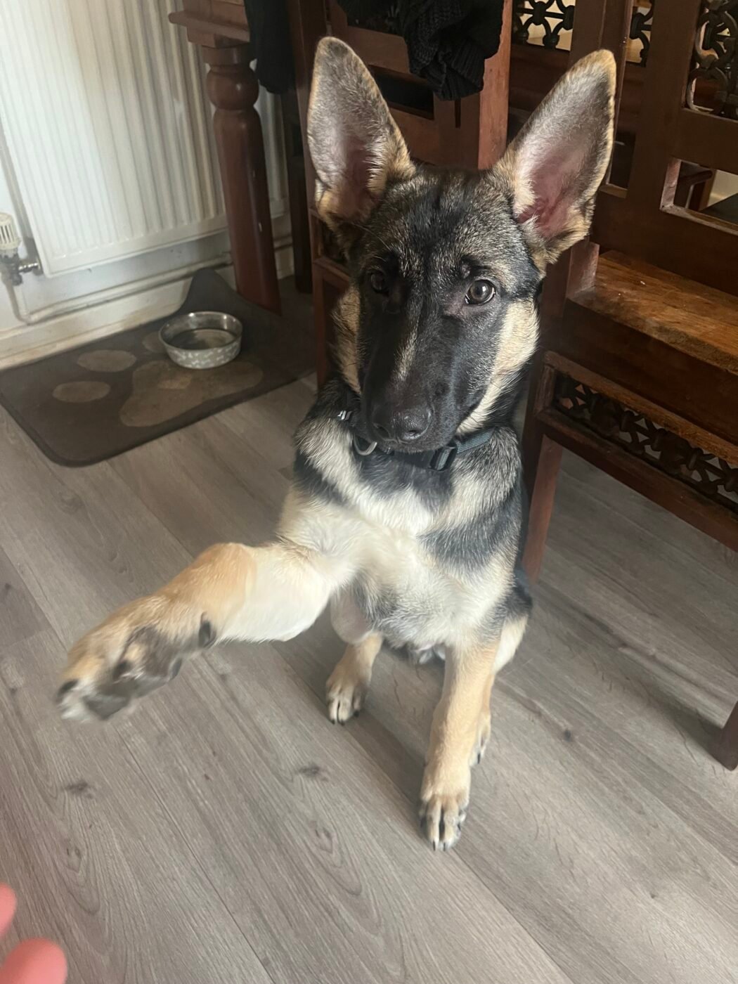 Shepsky for sale – Pet Sales UK