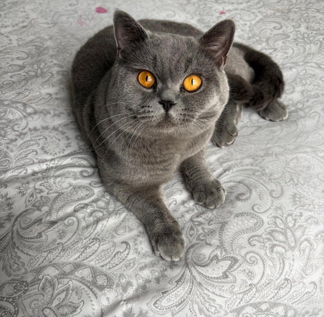 British short hair – Pet Sales UK