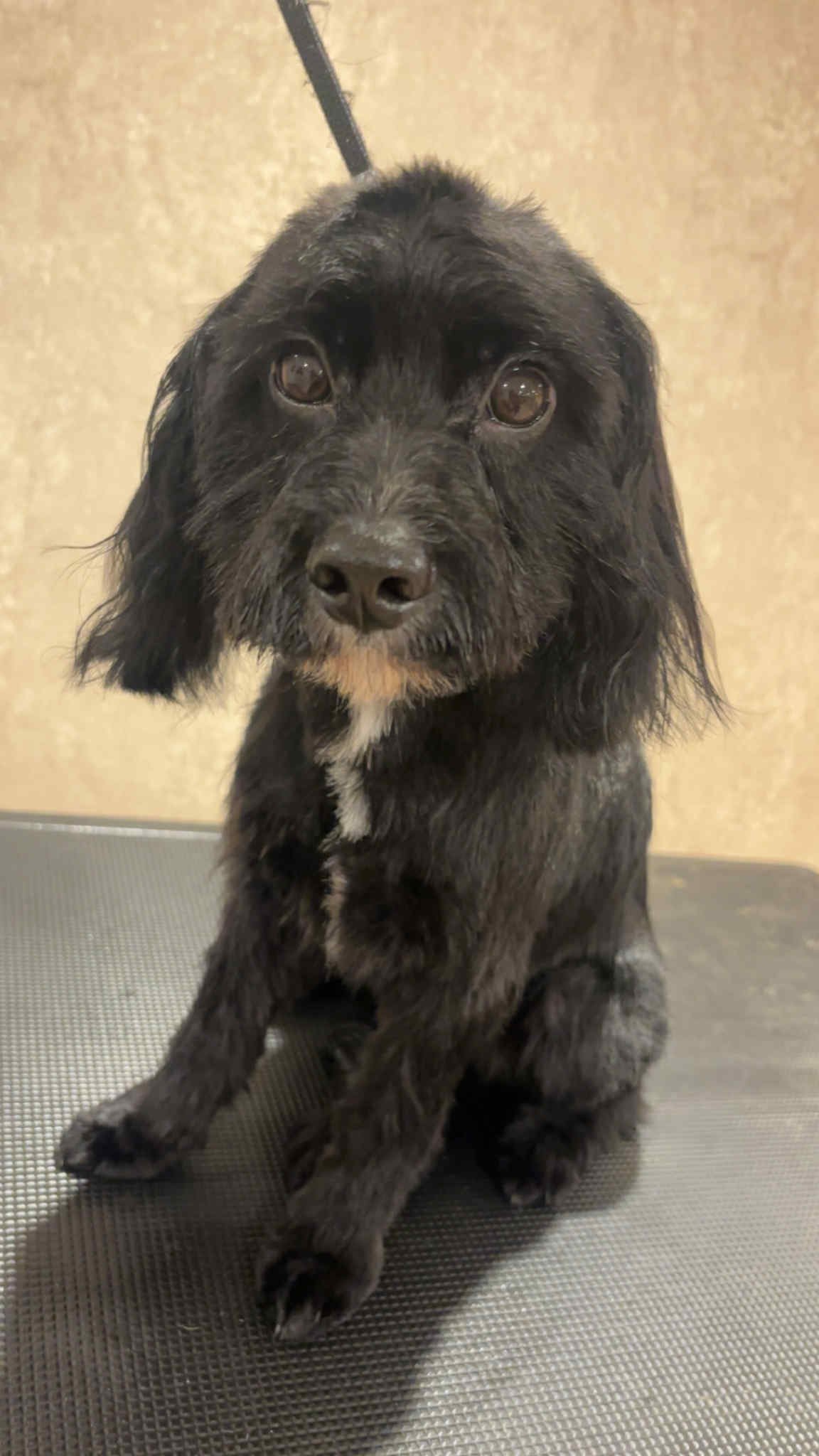 Cockapoo Old Cockapoo 13months old – Pet Sales UK