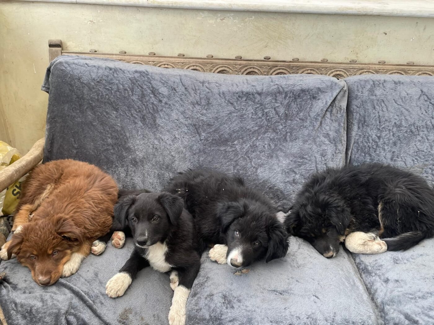 4 farm bred border collies – Pet Sales UK
