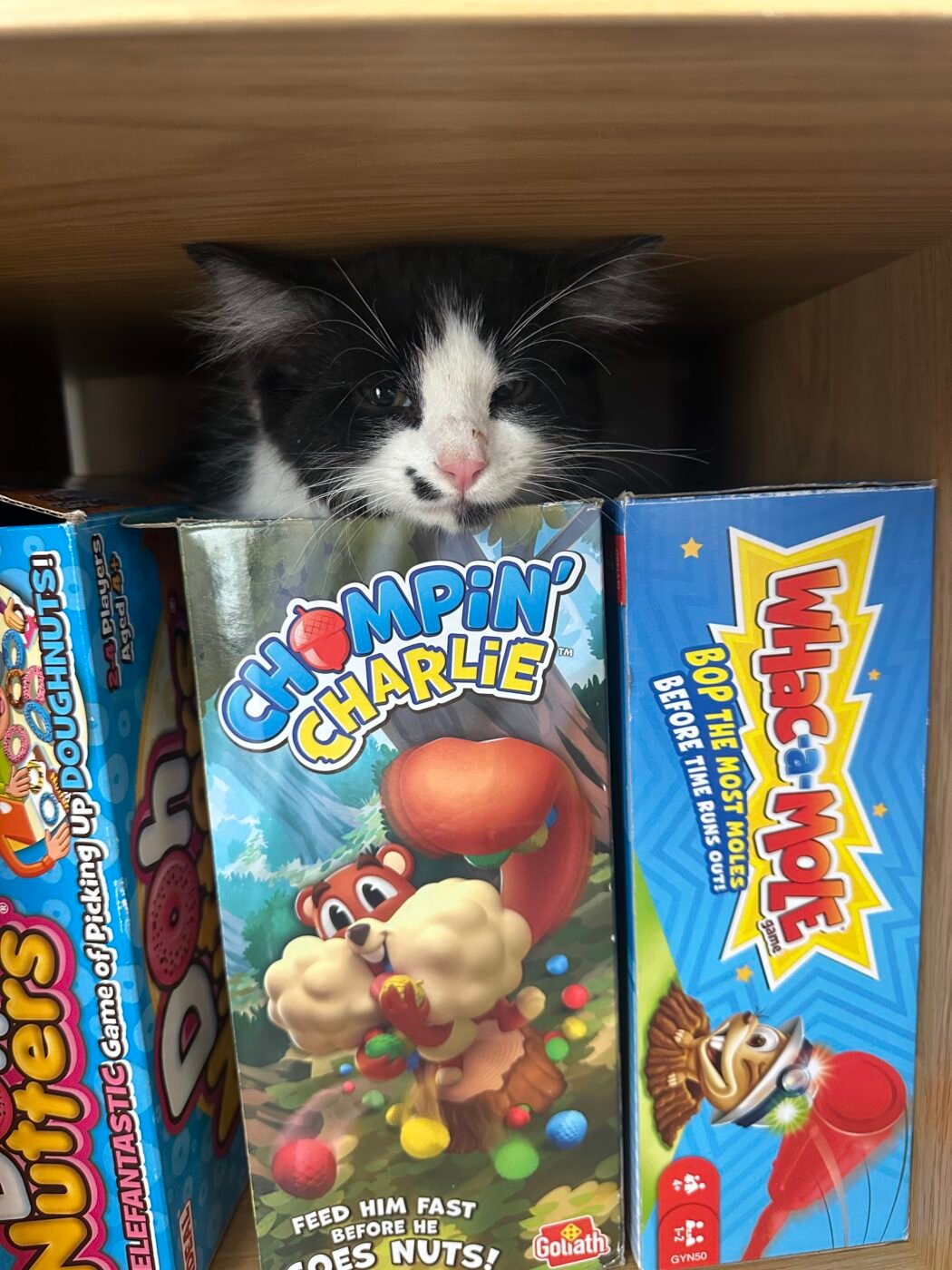 12 week old kitten – Pet Sales UK