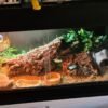 Leopard gecko and viv