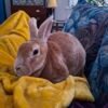 Neutered female/doe rex rabbit for sale