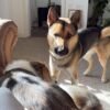 Needs rehoming ASAP Atlas German shepherd x husky dog