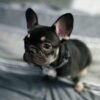 Small Female KC registered french bulldog