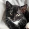4 Kittens For Sale