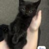 Black half breed British shorthair