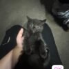 Black half breed British shorthair