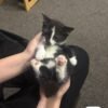 Tuxedo half breed British shorthair