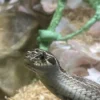Hognose snake!