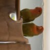 2 male lovebirds