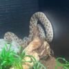 Hognose snake