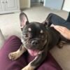 KC frenchie 6 months