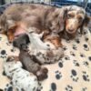 Beautiful miniature dachshund puppies