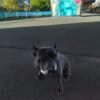 8 year old brindle French bulldog