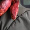 Blood red corn snake