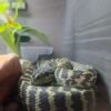 Coastal carpet python