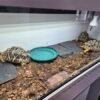 3 x Female Indian Star tortoises