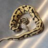 Pastel Orange Dream Leopard Desert Ghost