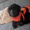 9month old female yorkiepoo