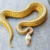 ROYAL BALL PYTHON male