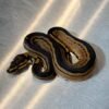 Tri Stripe Ball Python