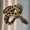 Orange Dream Leopard Desert Ghost