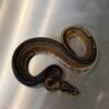 Tri Stripe Ball Python