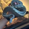 3 year old male ball python