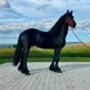 7-year-old black Friesian gelding standing 17hh