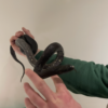 Mexican king snake