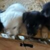 Mixed Breed Puppies 5 weeks old