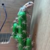 Bearded dragon