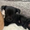 Chihuahua x puppies for sale
