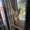 2 beautiful cockatiels