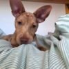 Jack Russell x Patterdale Merle 11 months old