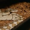 royal ball python female