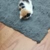 1 beautiful and adorable female calico kittens for sale