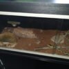 Taiwanese beauty snakes with vivarium.